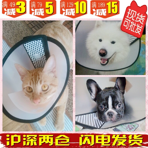 Элизабет Круг Бесплатный кот и собака Большой собачья обложка факты и укусить золотой мао ​​Тедди изучение красоты Tumpeare