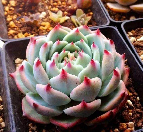 换个方式吉娃莲养养就出锦还爆盆