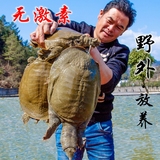 千岛湖甲鱼活体有机王八野养中华鳖一只700-750g卷后69元包邮
