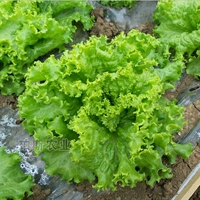 Семена салата четырех сезонов 5 грамм, тысячи зерен