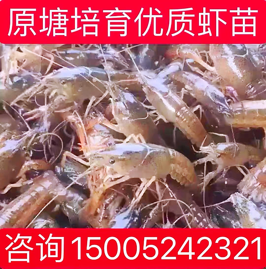 青虾，沙虾。养殖-青虾如何养殖