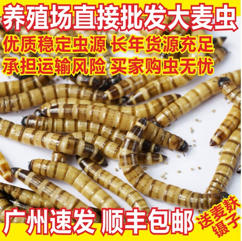 Варварские розовые розовые тела хлебные животные, корм для домашних животных, золотая рыба восемь братьев Shougong Palace Drush Bird Food насекомые бесплатная доставка