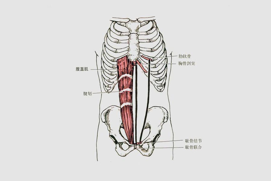腹侧肌图片