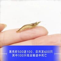 Black Shell 500 Получите 100 бесплатных потерь