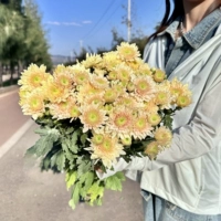 Ретро упаковка 5 Цепочка Цепи Чемпиона Хризантема агента по сохранению