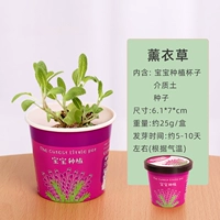 ПАМЕЧАТЕЛЬНАЯ КУПАЛЬНАЯ ЛАВЕНДА