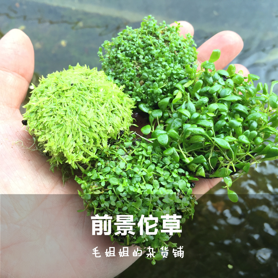 前景草迷你矮珍珠天湖葵挖耳迷你矮佗坨草活体真水草鱼缸造景水草 淘宝网