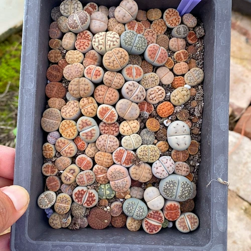 Шенши цветок маленький милый один выстрел 40630