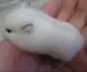 Золотая лиса