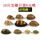 Натуральные образец можно залить оболочки улиток улиток