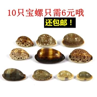 Натуральные образец можно залить оболочки улиток улиток