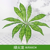 Абрикосовый зеленый огонь трава дракона