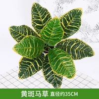 Верблюжый желтый кинотеатр трава