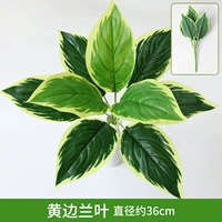 Черная желтая орхидея