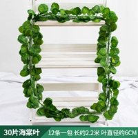 30 листьев бегонии листья 1 упаковка [12 штук]