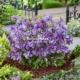Spring Language Blue -purple Два цвета