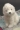 Nhật Bản Forfar Mô phỏng Teddy Dog Pet Dog Doll Puppy Plush Toy Doll Sinh nhật Quà tặng - Đồ chơi mềm đồ chơi trẻ em thông minh