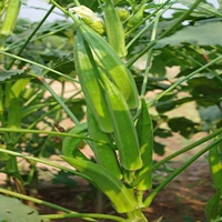 20 зерна желтой бамии