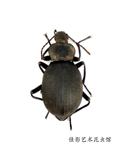 Jiaing Desert Aravian A Davidation Armor, упрощающая необработанную мокрую червя.