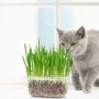 Mèo trồng hạt giống bộ tóc kem mèo ăn nhẹ mèo mèo cỏ cung cấp vật nuôi đất dinh dưỡng - Đồ ăn nhẹ cho mèo thức ăn mèo con