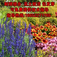 1 фунт -устойчивой комбинации Инь