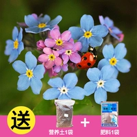 Не забывайте меня 20 капсул+удобрение почвы