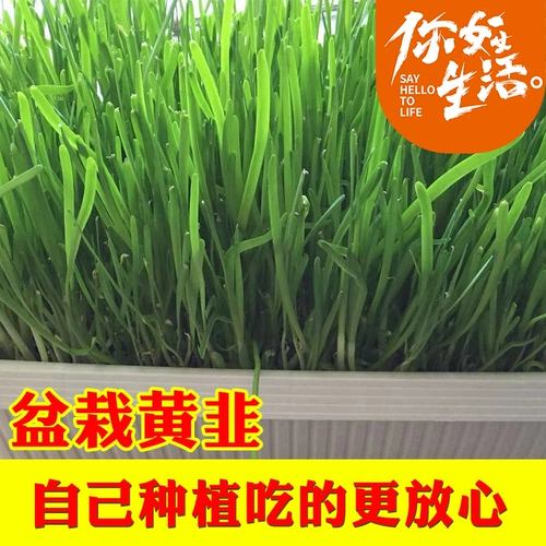 DIY HOTED Living Leek может собирать более 3 стержных желтых балковых балконов.
