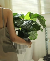 Зеленая яблочная барбона Барбон Four Seasons Ido -Green Room Pompt Populate Office Plantop Plants Pursing Air Bltering Founderer Green