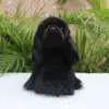 Товары от 绒之缘玩具