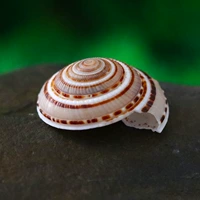 Соломенная шапка улитка [3-4 см]