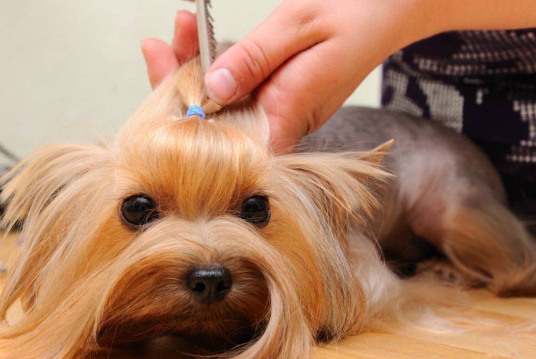 正确给狗狗梳毛需要注意这4点