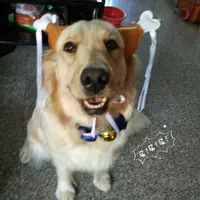 Большая куриная нога (собака среднего размера)