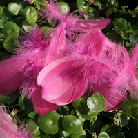 Белый серый пурпурный красное плавание 100 корней