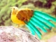 22 см крылья желтые и зеленые