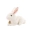 Chính hãng New Rabbit Rabbit Plush Toy Mô phỏng Thỏ trắng Búp bê Ragdoll Thỏ Sinh nhật Con gái Quà tặng - Đồ chơi mềm gấu bông teddy