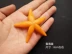 Mô phỏng sao biển mô hình sinh vật biển đạo cụ nhựa giáo dục sớm chất béo trò chơi ngôi sao lớn hiển thị giáo dục sớm đồ chơi - Đồ chơi gia đình Đồ chơi gia đình