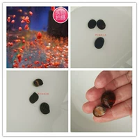 3 Установленные Apple Snail Таинственные улитки, улитка Blue Snail Gold Snails