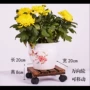 Flowerpot khay phổ con lăn di chuyển với phanh rắn gỗ carbonized khung hoa tròn cơ sở khung chậu - Kệ kệ để sách treo tường