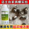 Товары от 张雪鸽舍