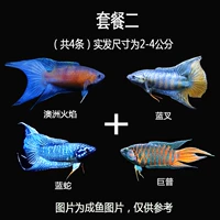 Ограниченное специальное предложение [Fish Fryer Package 2]