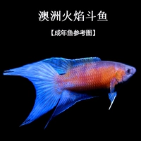 3 см австралийского пламени [тестирование новичков]