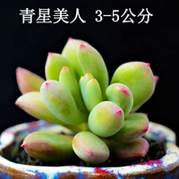 Qingxing Beauty 4-5 см одиночной головы