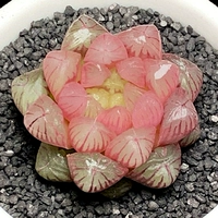 Темно коричневый