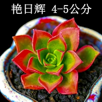 Ян Рихуи около 4 см.