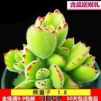 Xiong Tongzi 4-6 листьев