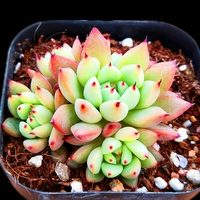 Кобальт зеленый