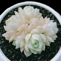 Зеленый лотос фиолетовый