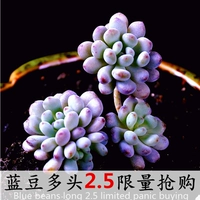 Армейский Зеленый