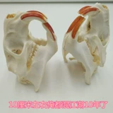 Настольный образец, маска, натуральный морской конструктор, череп из грецкого ореха