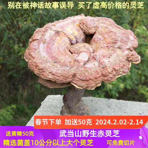 Shennongjia Wild Ganoderma lucidum Whole Wudang Mountains Ninzhi Farmers 'Chi ganoderma lucidum 250 грамм таблеток дикой ганодермы